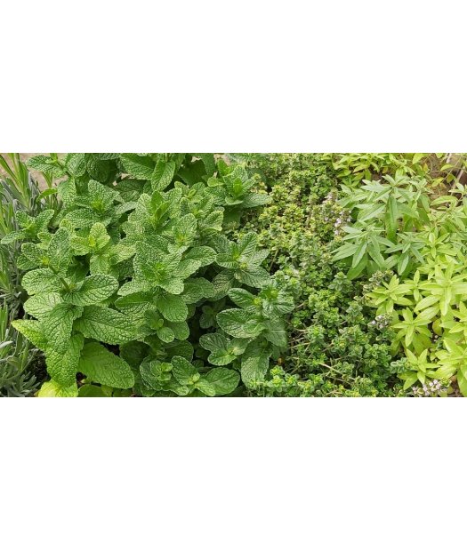aromaticas